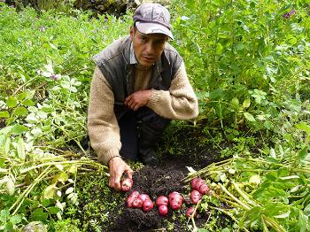 Crop Failure in the Andes