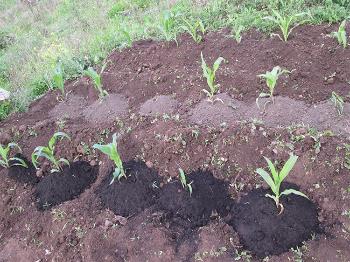 Crop Failure in the Andes