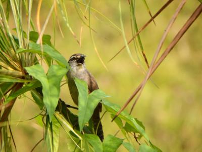 male-wren