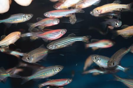 zebrafish-model